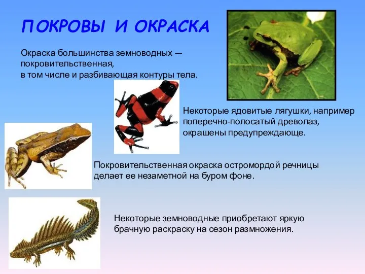 ПОКРОВЫ И ОКРАСКА Окраска большинства земноводных — покровительственная, в том числе