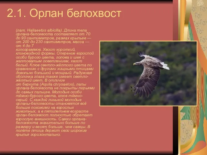 2.1. Орлан белохвост (лат. Haliaeetus albicilla). Длина тела орлана-белохвоста составляет от