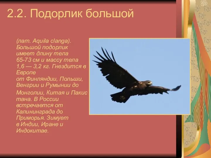 2.2. Подорлик большой (лат. Aquila clanga). Большой подорлик имеет длину тела