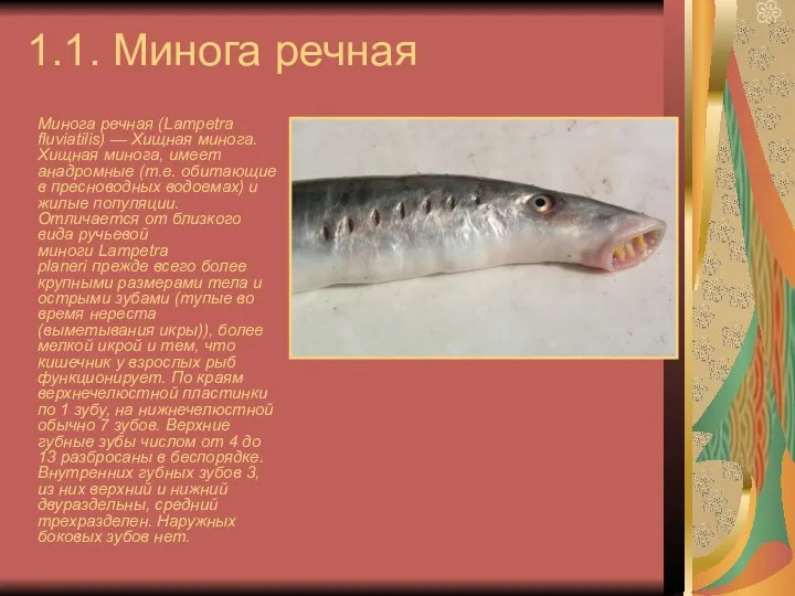 1.1. Минога речная Минога речная (Lampetra fluviatilis) — Хищная минога. Хищная