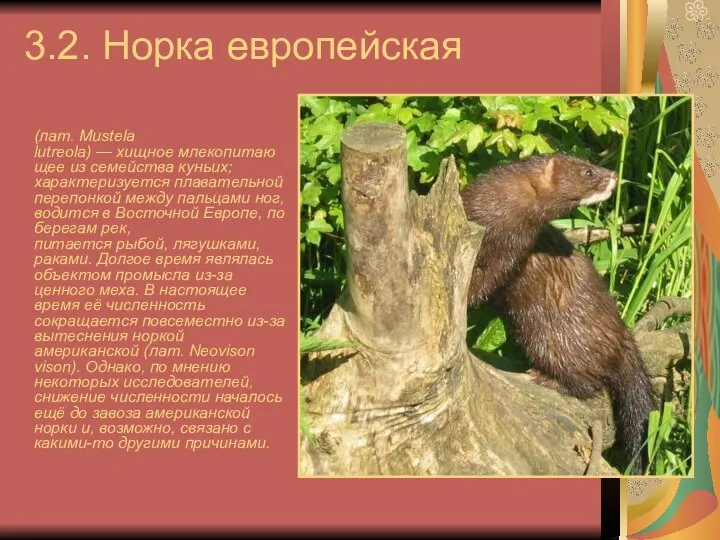 3.2. Норка европейская (лат. Mustela lutreola) — хищное млекопитающее из семейства