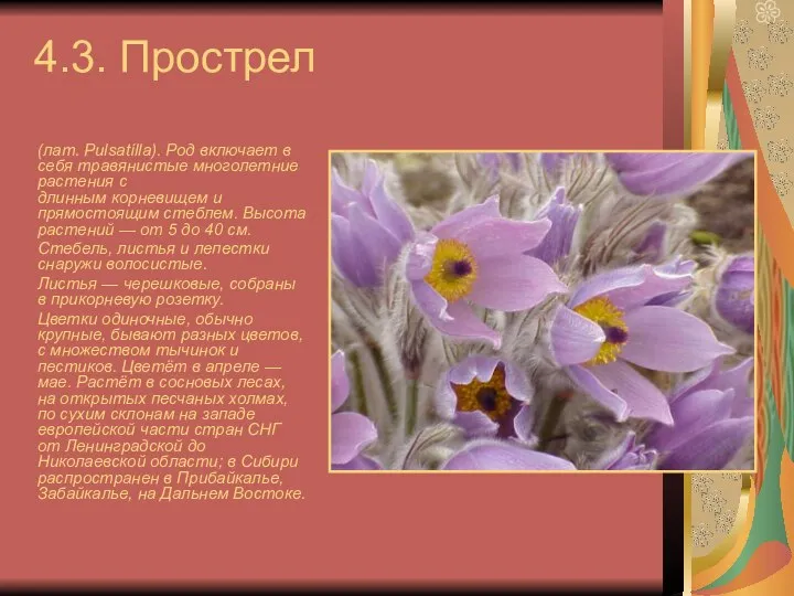 4.3. Прострел (лат. Pulsatílla). Род включает в себя травянистые многолетние растения