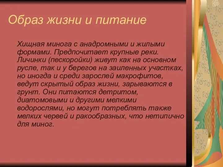 Образ жизни и питание Хищная минога с анадромными и жилыми формами.