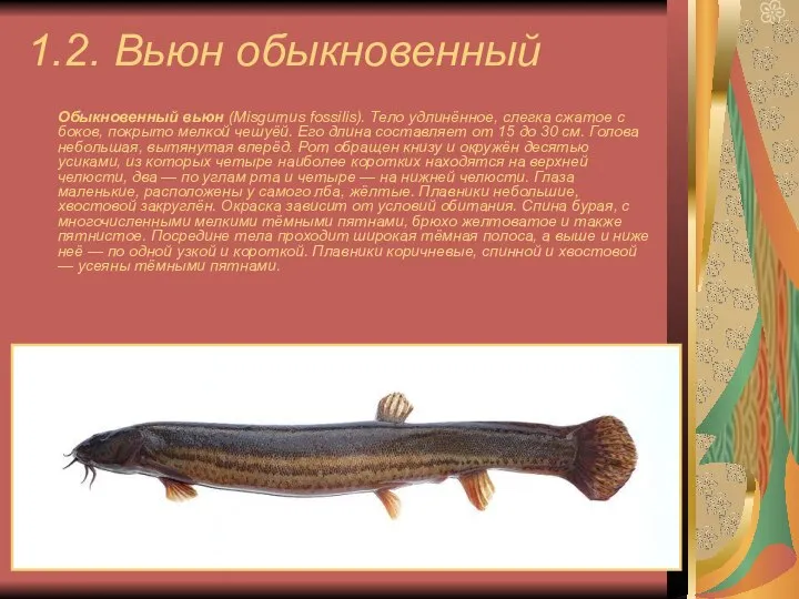 1.2. Вьюн обыкновенный Обыкновенный вьюн (Misgurnus fossilis). Тело удлинённое, слегка сжатое