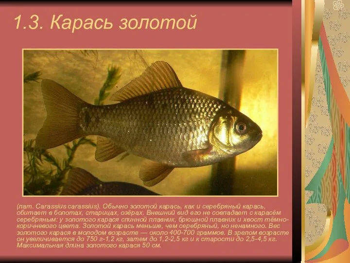 1.3. Карась золотой (лат. Carassius carassius). Обычно золотой карась, как и