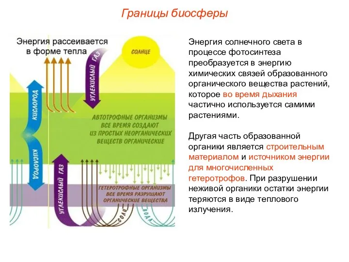 Границы биосферы Энергия солнечного света в процессе фотосинтеза преобразуется в энергию