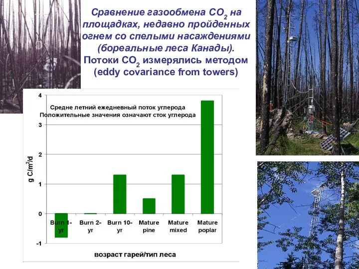 Сравнение газообмена СО2 на площадках, недавно пройденных огнем со спелыми насаждениями