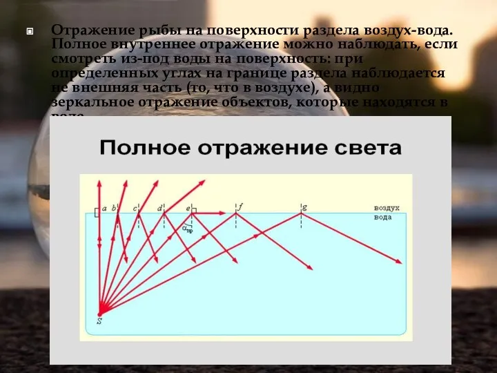 Отражение рыбы на поверхности раздела воздух-вода. Полное внутреннее отражение можно наблюдать,