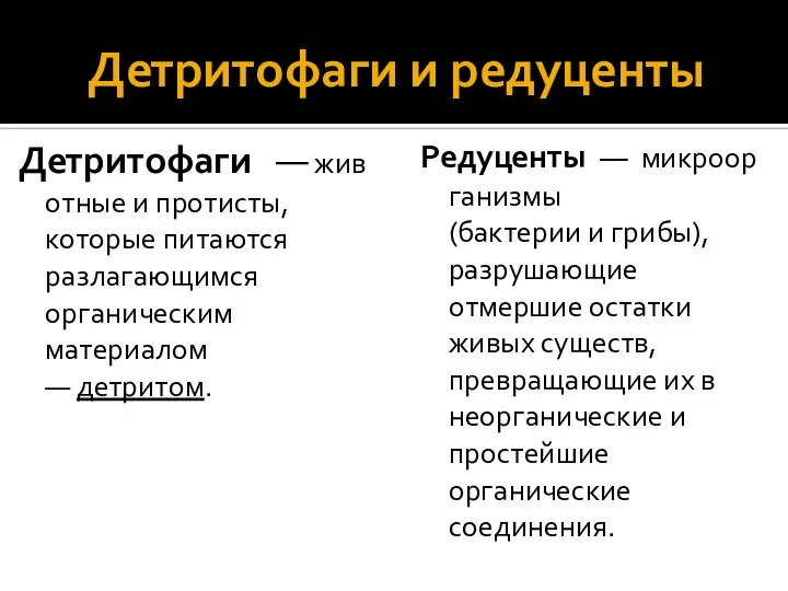 Детритофаги и редуценты Детритофаги — животные и протисты, которые питаются разлагающимся