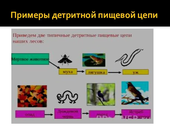 Примеры детритной пищевой цепи