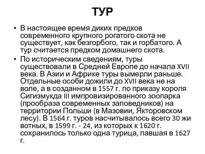 ТУР В настоящее время диких предков современного крупного рогатого скота не