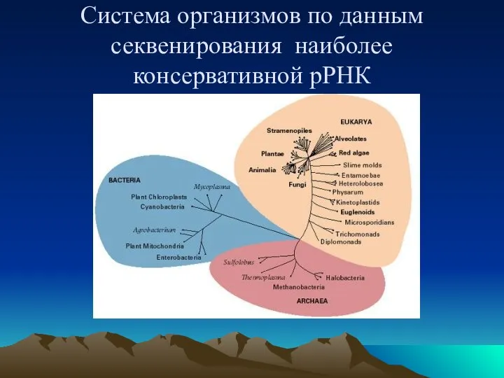 Система организмов по данным секвенирования наиболее консервативной рРНК