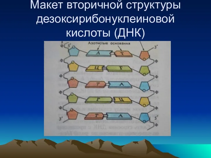 Макет вторичной структуры дезоксирибонуклеиновой кислоты (ДНК)