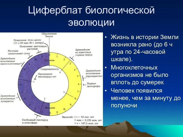 Циферблат биологической эволюции Жизнь в истории Земли возникла рано (до 6