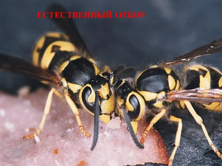 ЕСТЕСТВЕННЫЙ ОТБОР