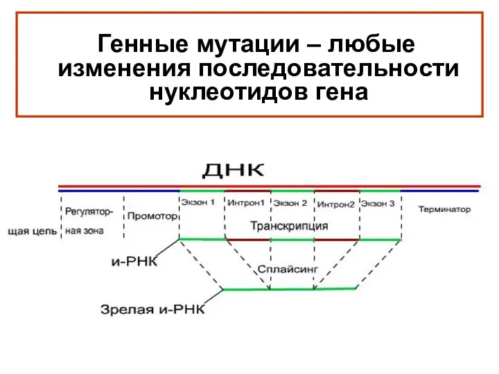 Генные мутации – любые изменения последовательности нуклеотидов гена