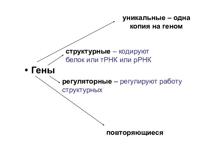 Гены структурные – кодируют белок или тРНК или рРНК регуляторные –