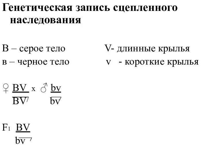 Генетическая запись сцепленного наследования В – серое тело V- длинные крылья