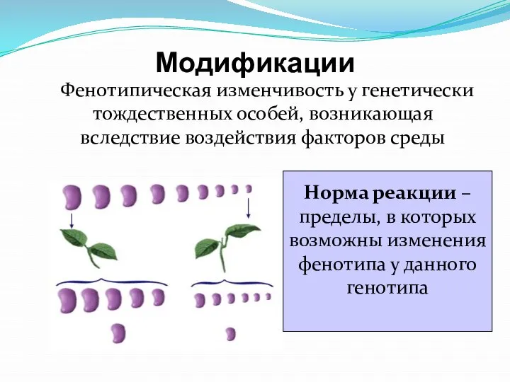 Модификации Фенотипическая изменчивость у генетически тождественных особей, возникающая вследствие воздействия факторов