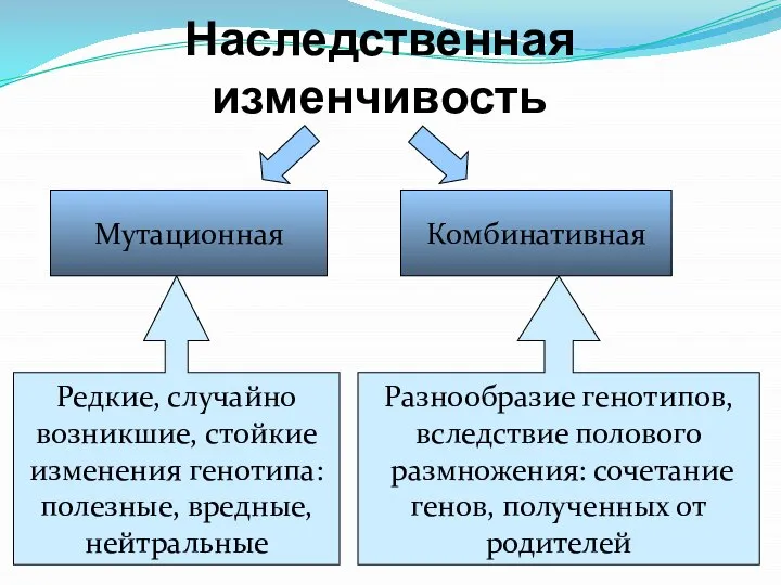 Наследственная изменчивость Мутационная Комбинативная Редкие, случайно возникшие, стойкие изменения генотипа: полезные,