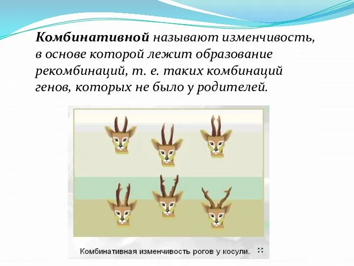 Комбинативной называют изменчивость, в основе которой лежит образование рекомбинаций, т. е.