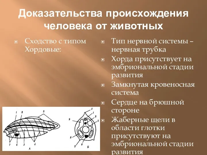 Доказательства происхождения человека от животных Сходство с типом Хордовые: Тип нервной