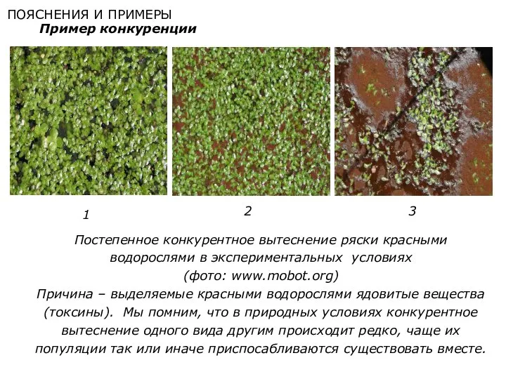 ПОЯСНЕНИЯ И ПРИМЕРЫ Пример конкуренции Постепенное конкурентное вытеснение ряски красными водорослями