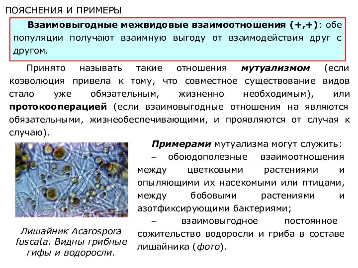 Взаимовыгодные межвидовые взаимоотношения (+,+): обе популяции получают взаимную выгоду от взаимодействия