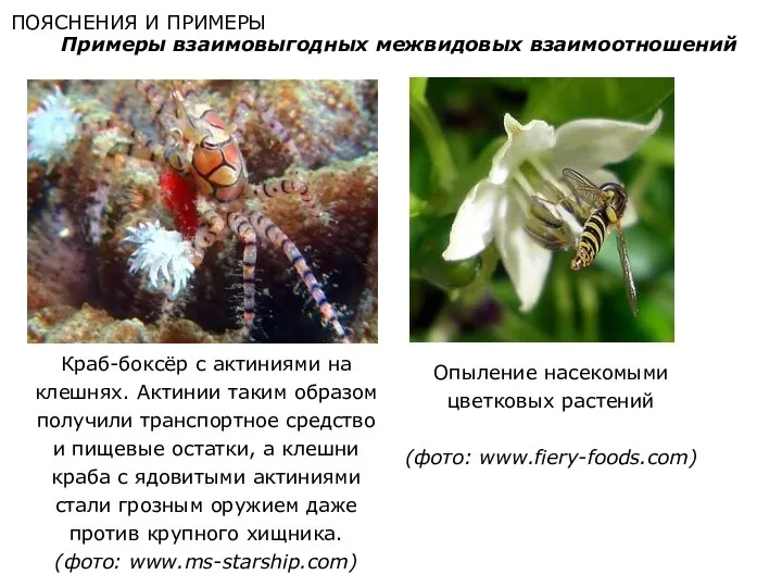 ПОЯСНЕНИЯ И ПРИМЕРЫ Примеры взаимовыгодных межвидовых взаимоотношений Опыление насекомыми цветковых растений