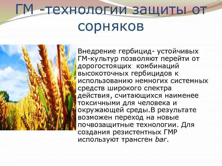 ГМ -технологии защиты от сорняков Внедрение гербицид- устойчивых ГМ-культур позволяют перейти