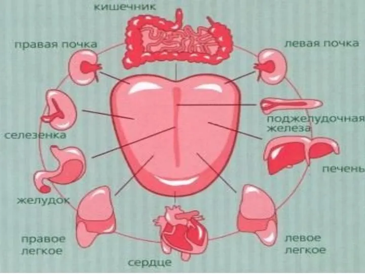 Язык - карта состояния здоровья