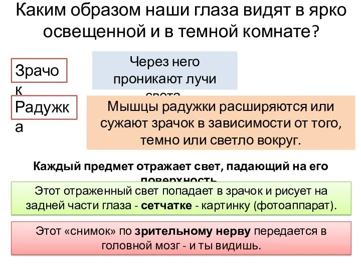 Каким образом наши глаза видят в ярко освещенной и в темной