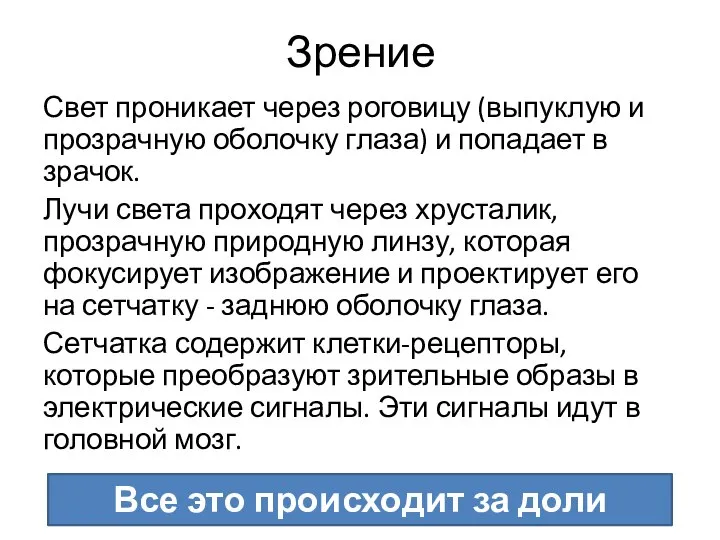 Зрение Свет проникает через роговицу (выпуклую и прозрачную оболочку глаза) и