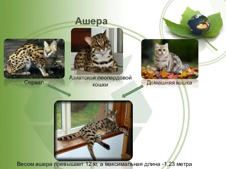 Ашера Сервал Домашняя кошка Весом ашера превышает 12 кг, а максимальная