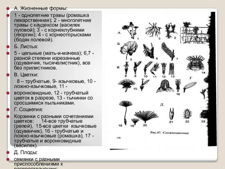 А. Жизненные формы: 1 - однолетние травы (ромашка лекарственная); 2 -