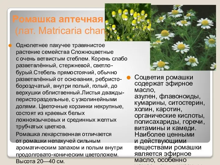 Ромашка аптечная (лат. Matricаria chamomīlla) Однолетнее пахучее травянистое растение семейства Сложноцветные