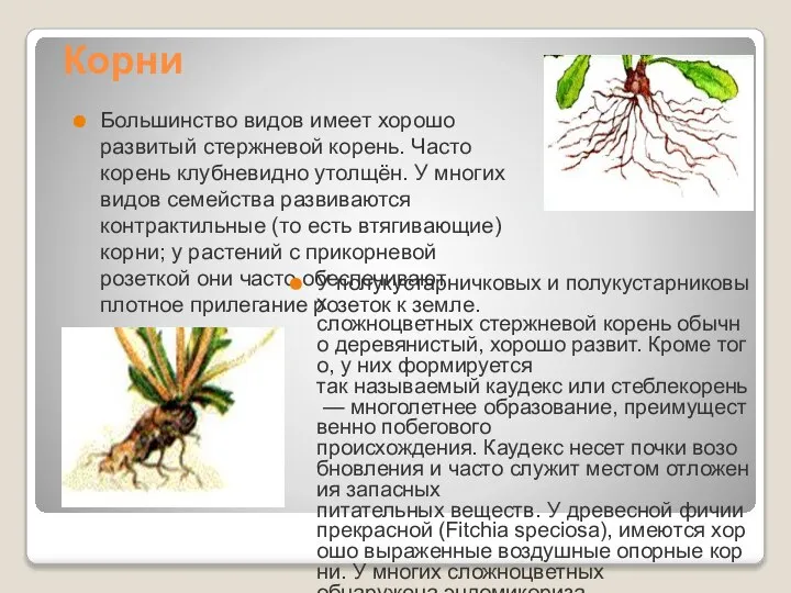 Корни Большинство видов имеет хорошо развитый стержневой корень. Часто корень клубневидно