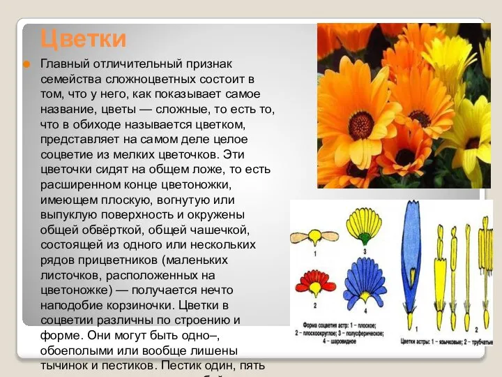 Цветки Главный отличительный признак семейства сложноцветных состоит в том, что у