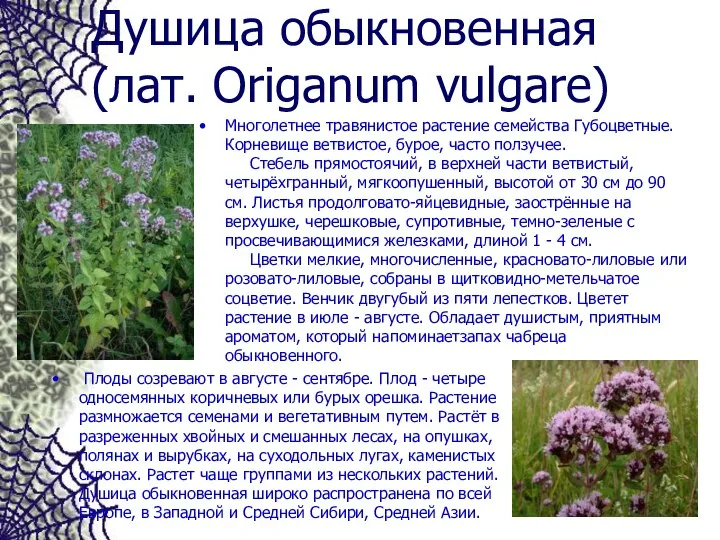 Душица обыкновенная (лат. Origanum vulgare) Многолетнее травянистое растение семейства Губоцветные. Корневище