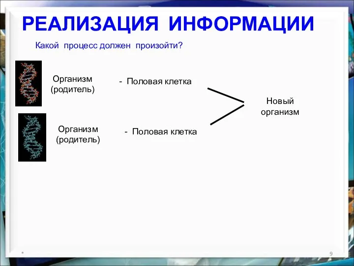 РЕАЛИЗАЦИЯ ИНФОРМАЦИИ * Какой процесс должен произойти? Организм (родитель) Организм (родитель)