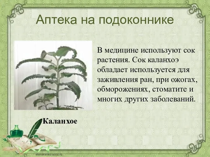 Аптека на подоконнике В медицине используют сок растения. Сок каланхоэ обладает