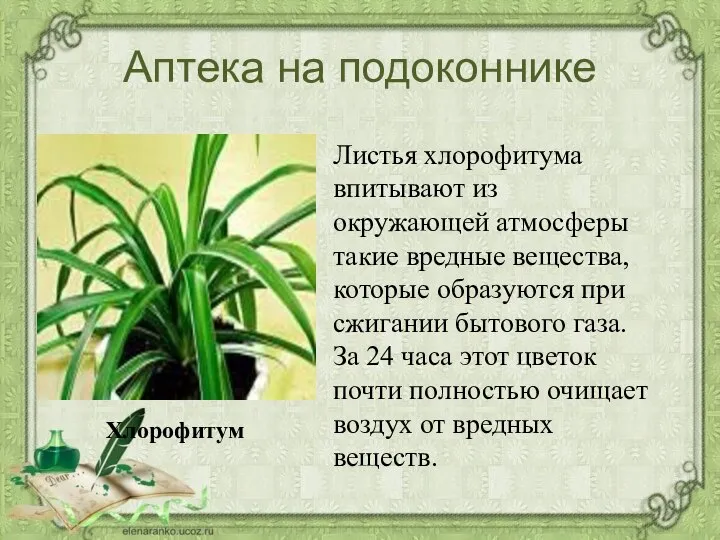 Аптека на подоконнике Листья хлорофитума впитывают из окружающей атмосферы такие вредные