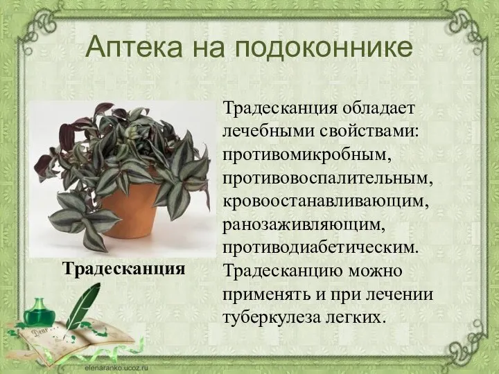 Аптека на подоконнике Традесканция обладает лечебными свойствами: противомикробным, противовоспалительным, кровоостанавливающим, ранозаживляющим,