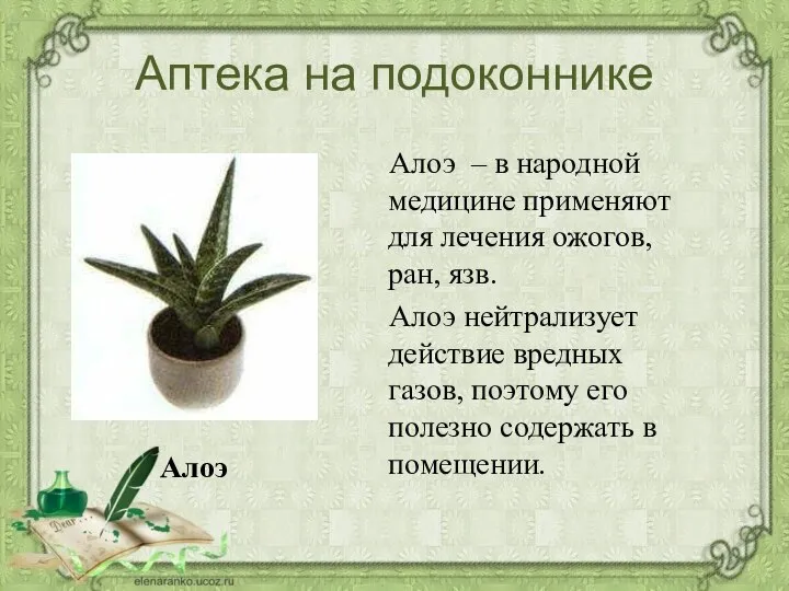 Аптека на подоконнике Алоэ – в народной медицине применяют для лечения