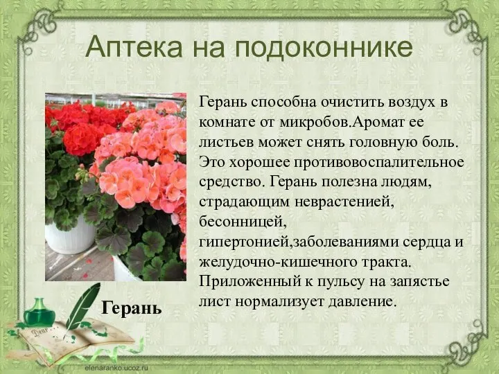 Аптека на подоконнике Герань способна очистить воздух в комнате от микробов.Аромат