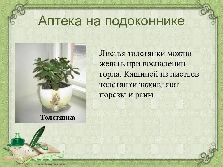 Аптека на подоконнике Листья толстянки можно жевать при воспалении горла. Кашицей