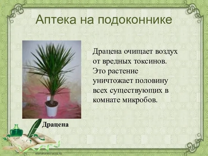 Аптека на подоконнике Драцена очищает воздух от вредных токсинов. Это растение