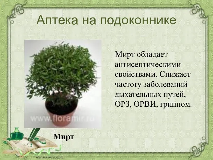 Аптека на подоконнике Мирт обладает антисептическими свойствами. Снижает частоту заболеваний дыхательных путей, ОРЗ, ОРВИ, гриппом. Мирт