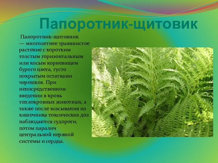 Папоротник-щитовик Папоротник-щитовник — многолетнее травянистое растение с коротким толстым горизонтальным или