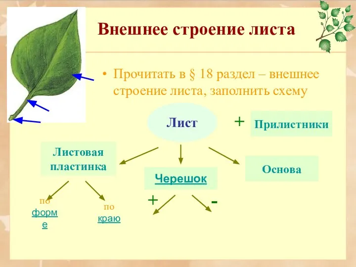 Внешнее строение листа Работа с книгой Прочитать в § 18 раздел